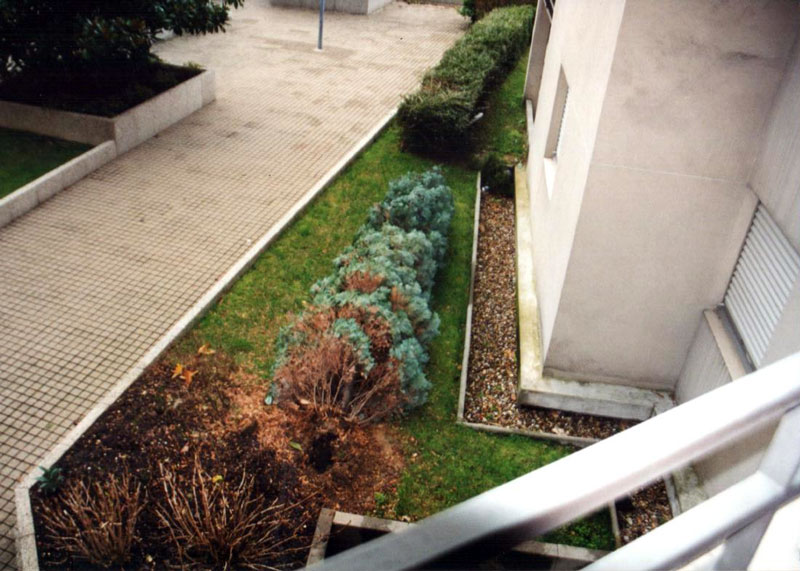 cour n° 8 av° Blum avec arbuste de 4 m de haut (2) après arrachage